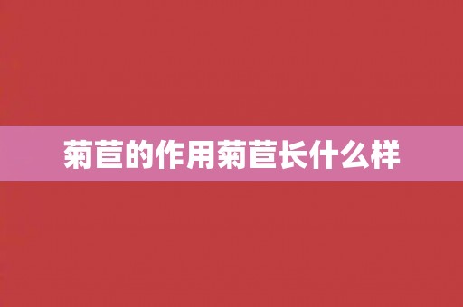 菊苣的作用菊苣长什么样
