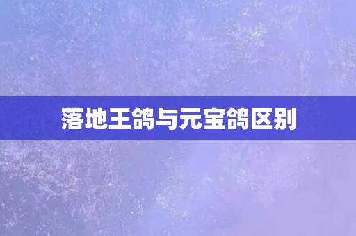 落地王鸽与元宝鸽区别 落地王鸽与元宝鸽区别