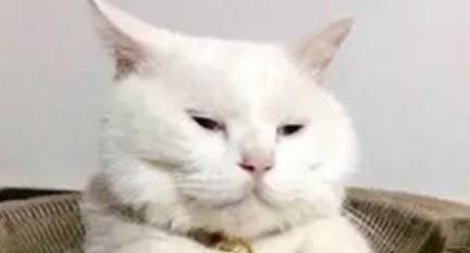 德才股份股价站上5日均线，阳包阴能否一扫颓势？看14次回测数据